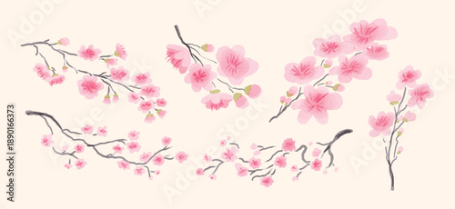 Set of Sakura Cherry Blossom Branches, pink Flowers and Buds, Spring Botanical Clip Art, hand drawn watercolor style Vector Illustration, isolated on beige background