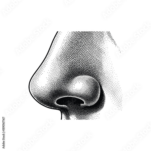 Abstract vector image of human nose on transparent background, detailed illustration
