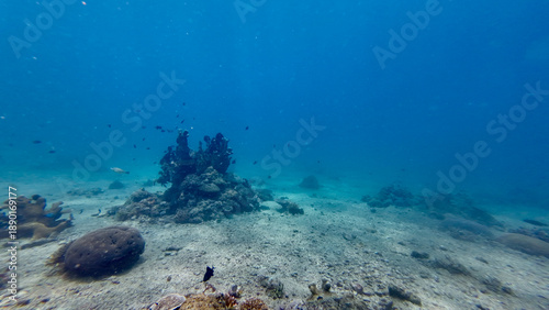 Wide underwater view of a coral reef on a sandy seabed. Open ocean scene shows scattered coral formations, small reef fish and blue water fading into depth and distance.