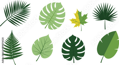 Tropical and botanical leaf vector set with palm monstera fern and maple leaves isolated on white for nature decoration eco design and greenery illustrationTropical and botanical leaf vector set with 