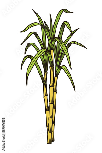 Cane sugar. Sugarcane plant. Engraving hand drawn natural organic food or natural ingredient. Fresh sugar bamboo