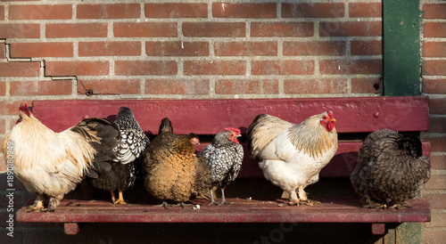 Six farm chickens sit on a bench in the sun in a row