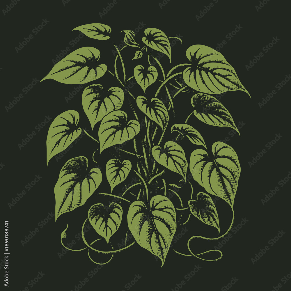 Fototapeta premium Lush Green Heartleaf Philodendron Illustration on Dark Background.