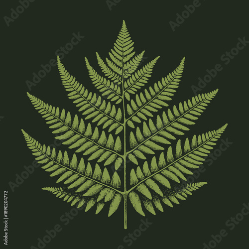 Detailed botanical illustration of a vibrant green fern against a dark background.