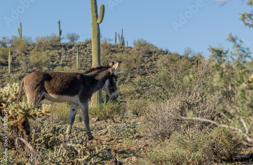 Wild Burro Near Lake Pleasant in th Arizona Desert in Winter