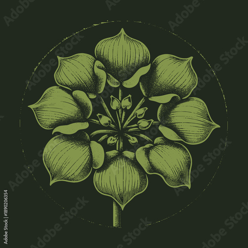 Botanical Illustration of a Green Flowering Plant with Circular Halo.
