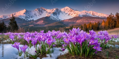 Purple crocus flowers blooming in snow with tatra mountains