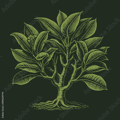 Detailed Rubber Plant Illustration: A Study in Botanical Artistry.