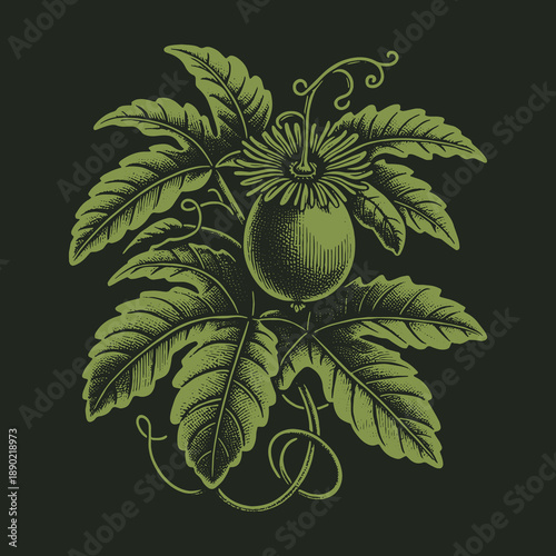 Botanical Illustration of Passion Fruit Plant with Detailed Leaves.
