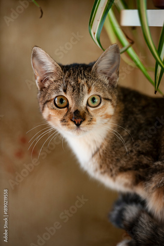 Wallpaper Mural tabby cat with a white chest Torontodigital.ca