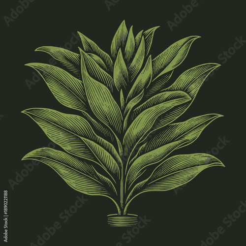 Engraved Tobacco Plant Illustration: A Vintage Botanical Study.