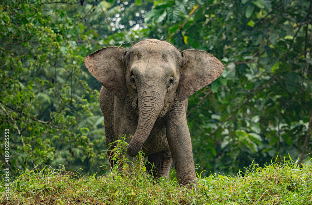 Fototapeta premium Kinabatangan River Sabah, Malaysian Borneo Borneo pygmy elephant