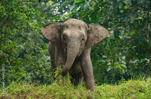 Photography Kinabatangan River Sabah, Malaysian Borneo
Borneo pygmy elephant