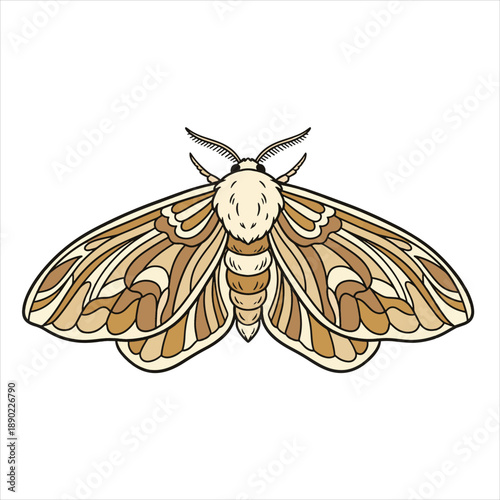 vector illustration of a moth