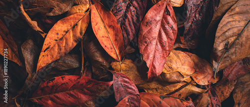 Autumn leaf orange red brown foliage texture dry natural pattern mood