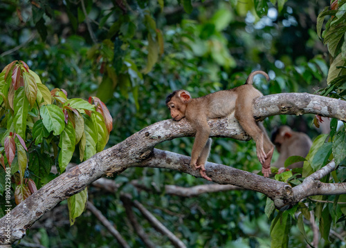 Canvas Print Kinabatangan River Sabah, Malaysian Borneo
Pig-tailed macaque monkey