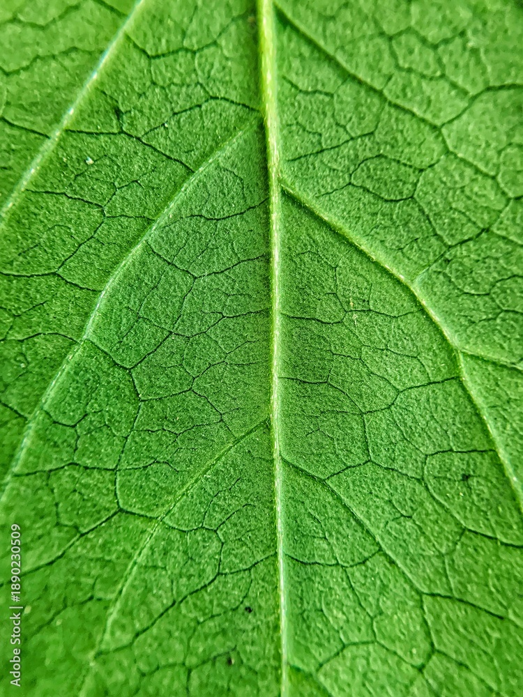 Fototapeta premium Leaf texture close-up macro