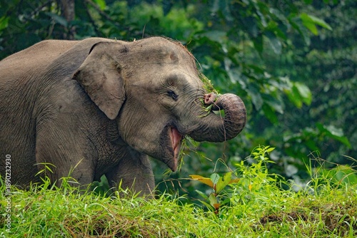 Tableau sur toile Kinabatangan River Sabah, Malaysian Borneo
Borneo pygmy elephant