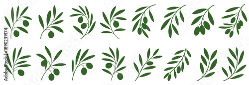 Olive Branch Drawing Vector Illustration, Olive Tree Branches Set, Eco Healthy Organic Products or Olive leaf branch.