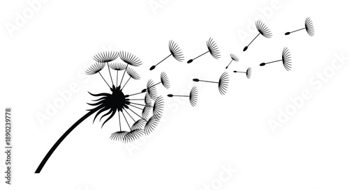 A delicate dandelion releasing its seeds into the breeze captured as a striking black and white silhouette high quality professional detailed