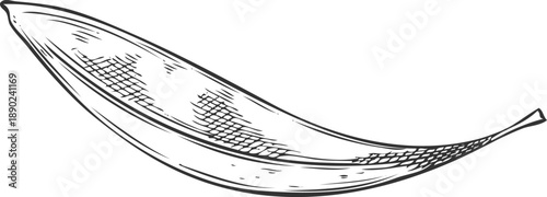 Tea tree leaf, Melaleuca, hand-drawn pencil sketch.