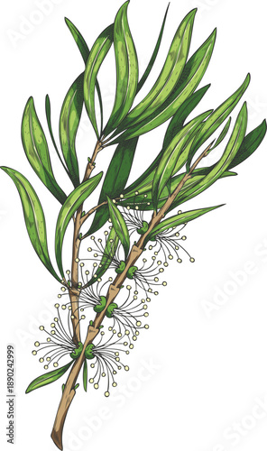 Melaleuca flowering branch. Organic tropical plant, hand-drawn watercolor.