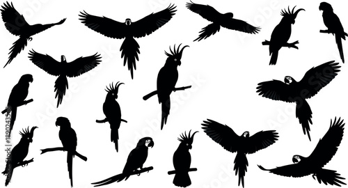 Large collection of parrot and cockatoo bird silhouettes in various flying and perched poses for tropical nature design vector set
