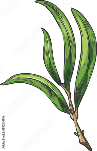 Tea tree twig with leaves sketch, vector hand drawn essential herb medicinal aroma plant, tea drink fragrance ingredient