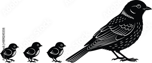 Bird growth silhouette illustration showing chick development stages into adult songbird, black vector wildlife life cycle concept isolated on white background