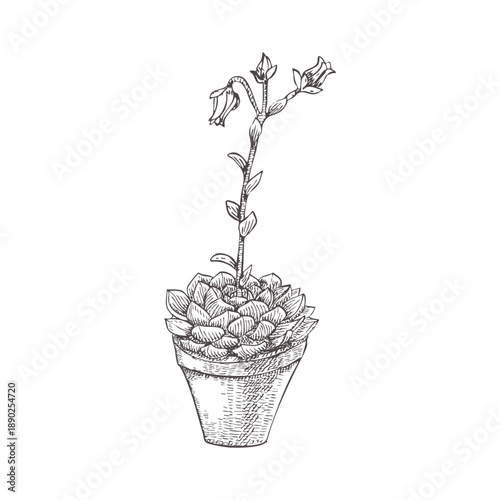 A blooming succulent in a graphic style. Image of a succulent on a white background. Black and white vector drawing. Blooming echeveria. An easy-to-care-for houseplant