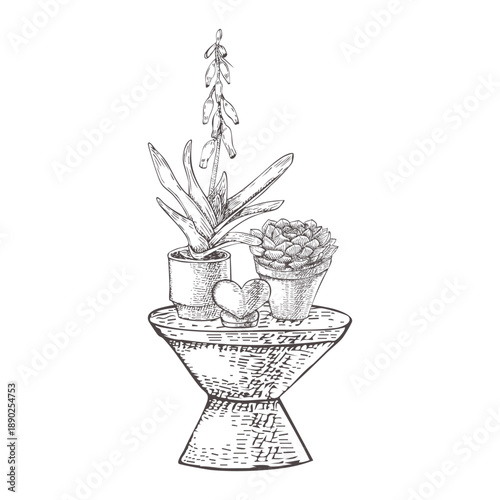 Succulents with a heart figurine on a table. Blooming gasteria and non-blooming echeveria succulents. Black and white vector image. Valentine's Day decoration. Graphic style drawing