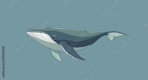 Illustration of a blue whale swimming in the ocean with a calm background.