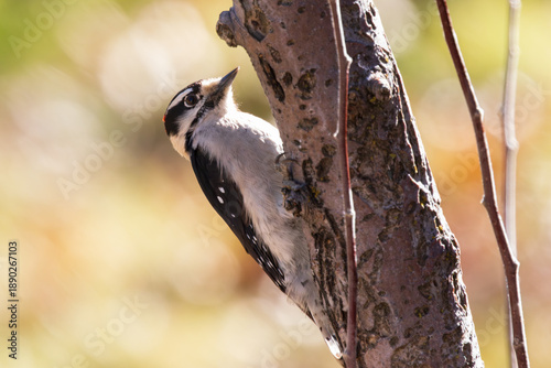 Downy woodpecker (Dryobates pubescens) clings to a crab apple tree trunk in winter light at Janesville, California, showing classic black and white plumage.