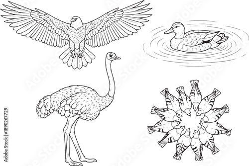 A detailed illustration showcases a diverse collection of birds, featuring a soaring eagle, a swimming duck, an ostrich, and a circular arrangement of stylized fish. 