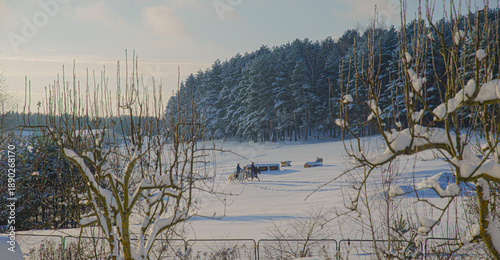 Photography Snow-covered field with pine forest and horsemen on the field