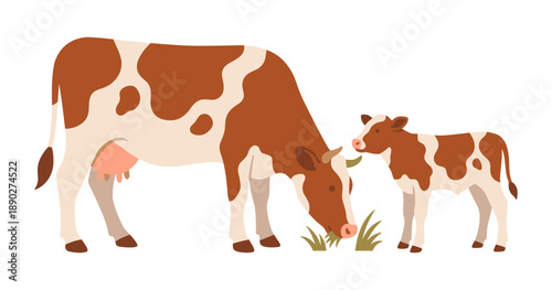 Cow and calf grazing together on a farm