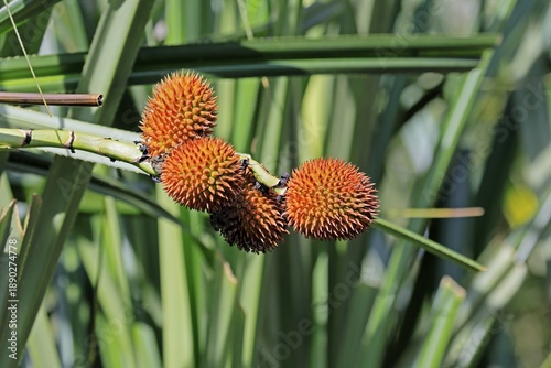 Pandanus affines, genus screw trees, fruits, useful plant, shrub, Singapore, Southeast Asia