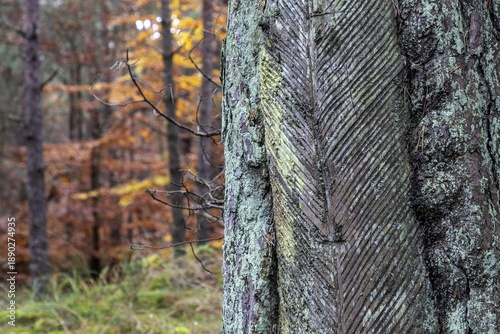 Pine tree (Pinus) with cut-in resin conductive chips, resin extraction until 1990, Darßwald, Darß, Fischland-Darß-Zingst, National Park Vorpommersche Boddenlandschaft, Mecklenburg-Vorpommern, Germany