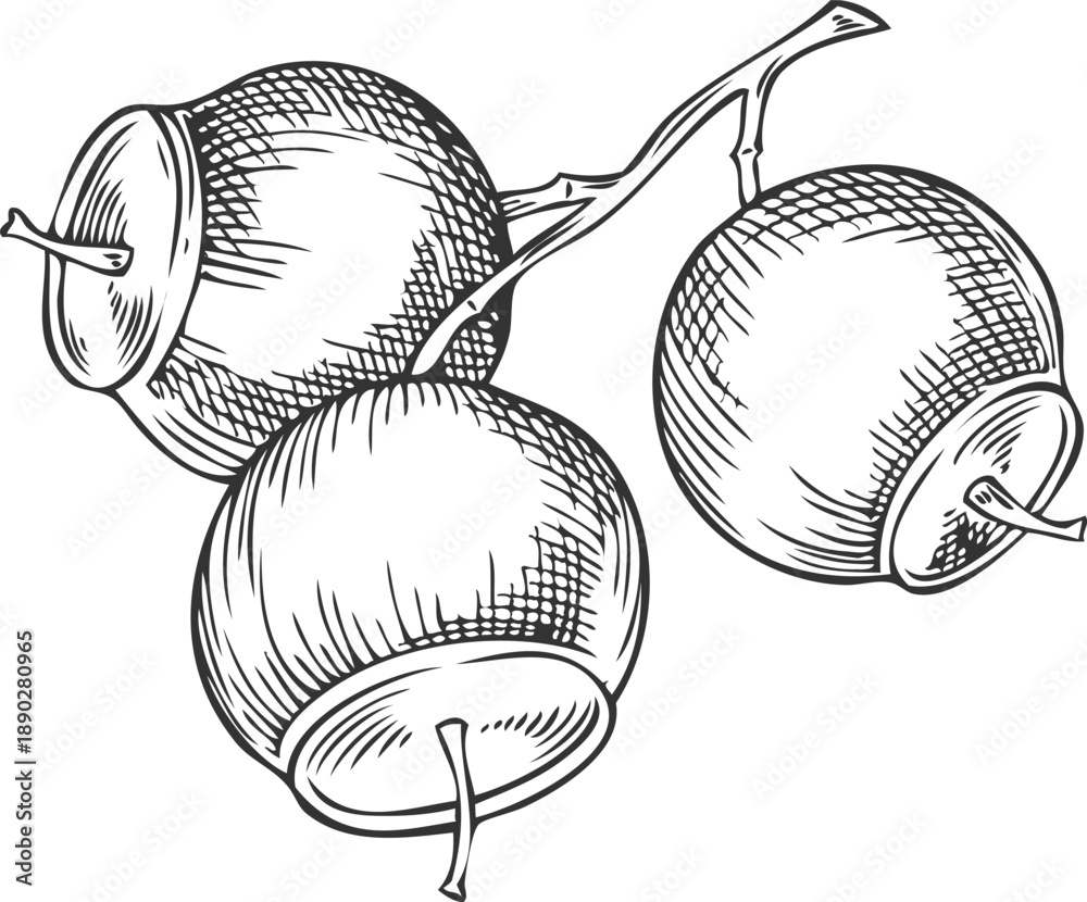 Fototapeta premium Sandalwood tree branch with seeds sketch, vector engraved hand drawn essential herb grains, medicinal aroma plant