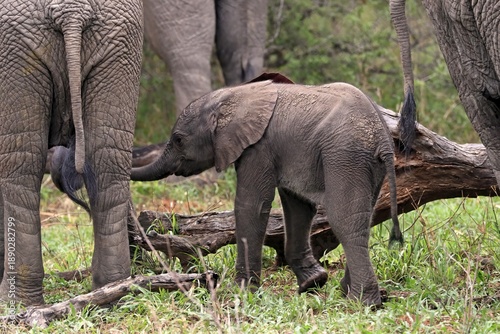 African elephant (Loxodonta africana), young, Sabi Sand Game Reserve, Kruger National Park, South Africa