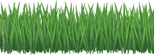 Dense green grass blades with sharp pointed tips on a white background blades of grass