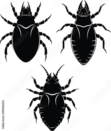 Set of insect silhouettes showing lice and parasitic bugs, detailed black vector illustrations isolated on white background for science and medical concepts