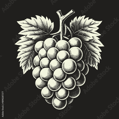 Vintage Grape Illustration: A Detailed Engraving of a Fruitful Harvest.