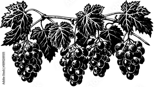 Very beautiful frozen grape clusters hang on the vine after an early frost, capturing seasonal transition and the fragile beauty of late autumn agriculture.