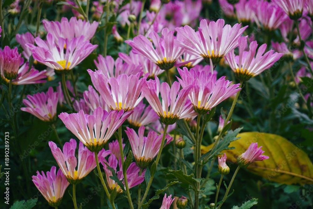 Obraz premium blooming pink daisy