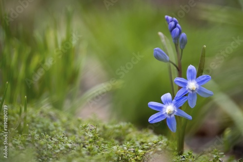 Common star hyacinth (Scilla bifolia), Hesse, Germany