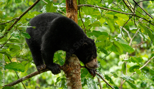 Vászonkép Borneo Sun Bear