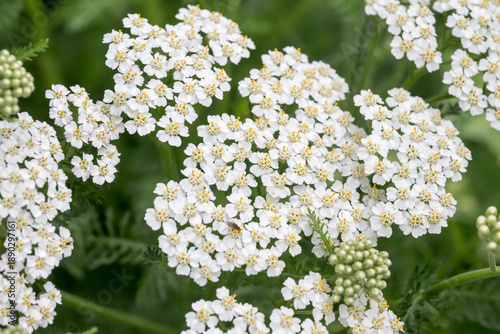 Foto Beautiful common yarrow (Achillea millefolium) flowers.