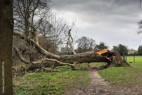 Fotografie Fallen tree in a public park in Hertfordshire, England felled after strong winds