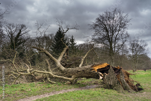 Schilderij op canvas Fallen tree in a public park in Hertfordshire, England felled after strong winds